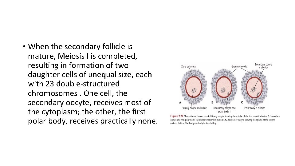  • When the secondary follicle is mature, Meiosis I is completed, resulting in