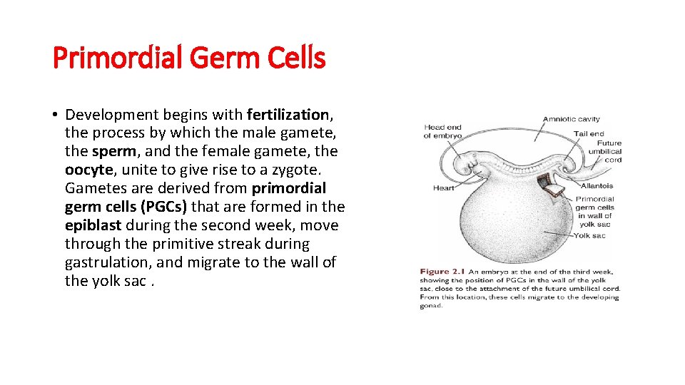 Primordial Germ Cells • Development begins with fertilization, the process by which the male