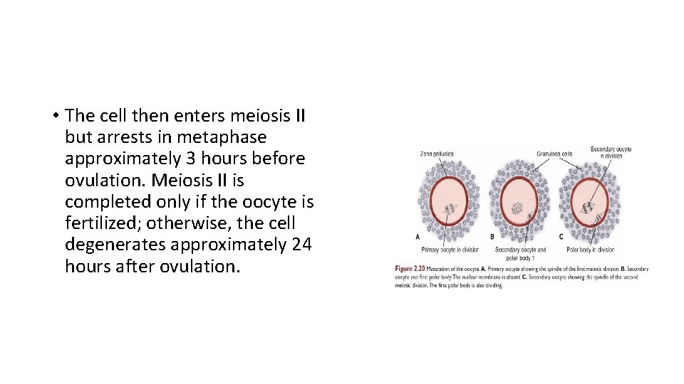  • The cell then enters meiosis II but arrests in metaphase approximately 3