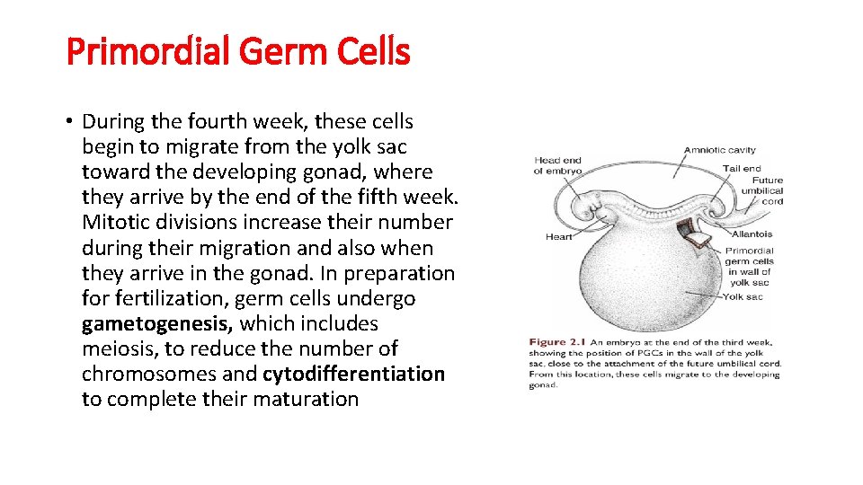 Primordial Germ Cells • During the fourth week, these cells begin to migrate from