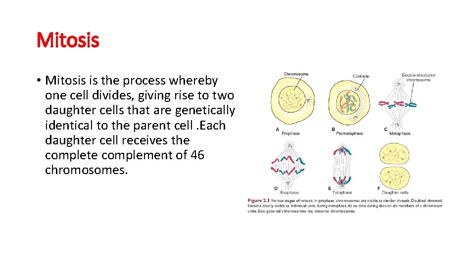 Mitosis • Mitosis is the process whereby one cell divides, giving rise to two