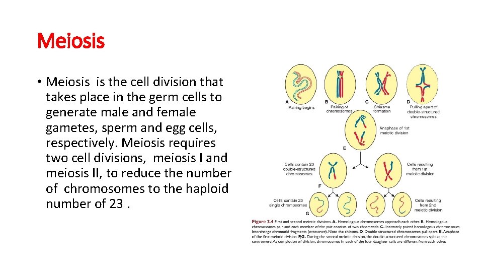 Meiosis • Meiosis is the cell division that takes place in the germ cells