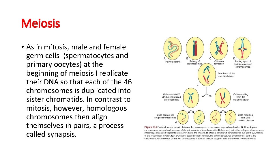 Meiosis • As in mitosis, male and female germ cells (spermatocytes and primary oocytes)