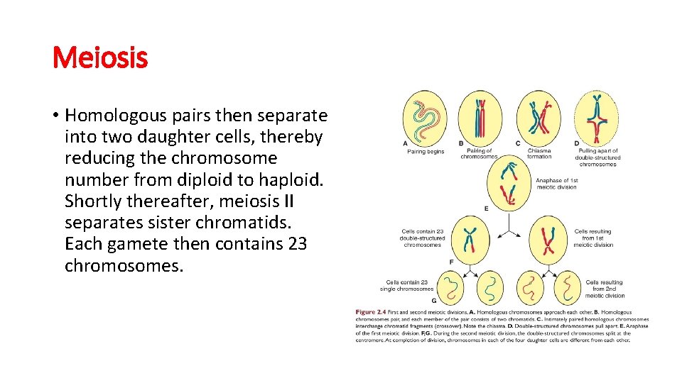 Meiosis • Homologous pairs then separate into two daughter cells, thereby reducing the chromosome