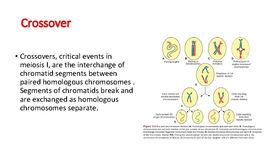 Crossover • Crossovers, critical events in meiosis I, are the interchange of chromatid segments