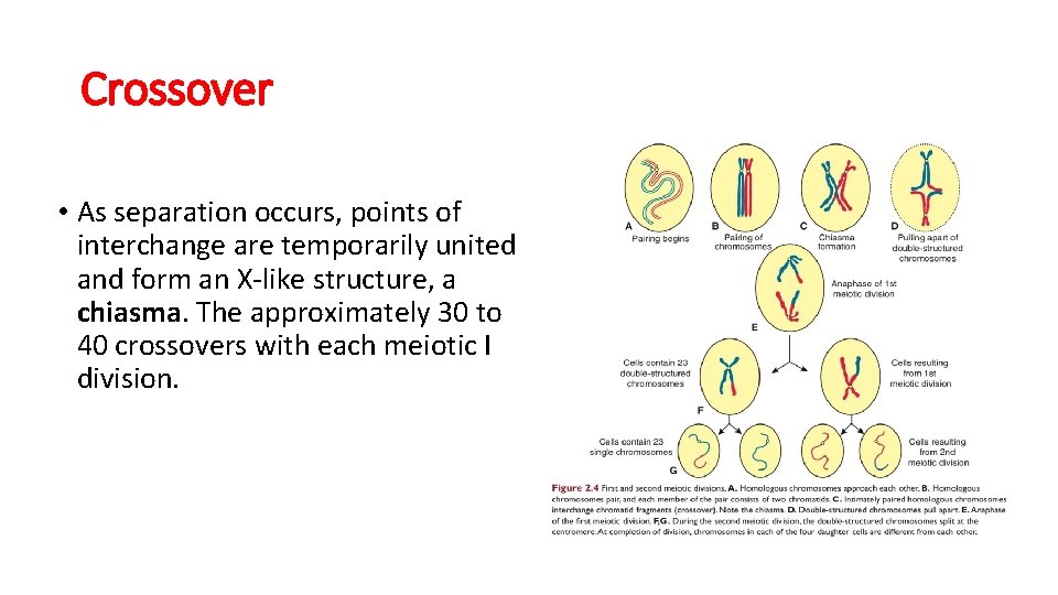 Crossover • As separation occurs, points of interchange are temporarily united and form an