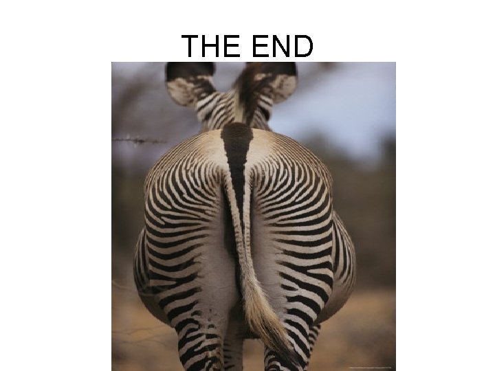 THE END 