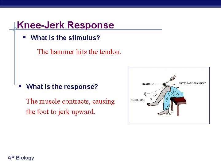Knee-Jerk Response § What is the stimulus? The hammer hits the tendon. § What