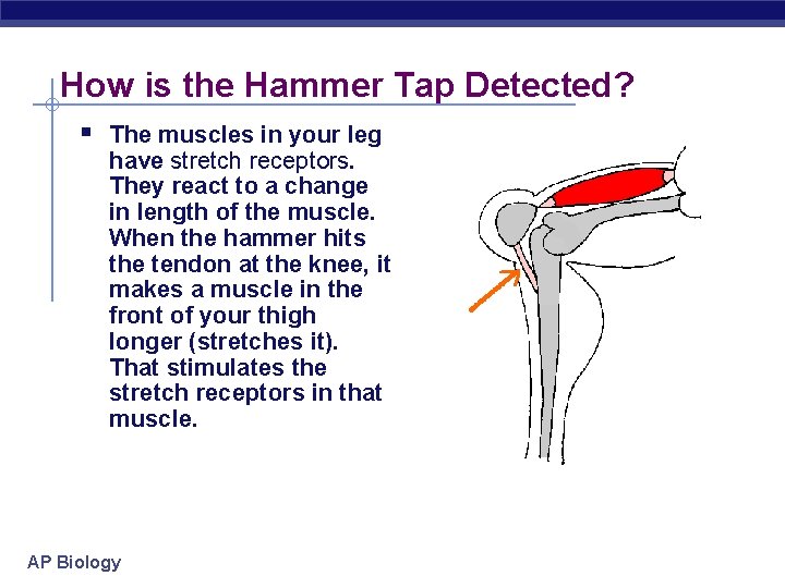 How is the Hammer Tap Detected? § The muscles in your leg have stretch