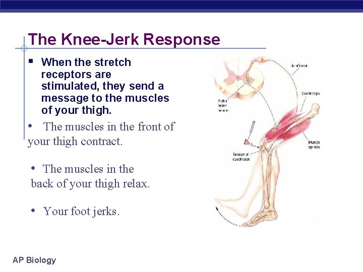 The Knee-Jerk Response § When the stretch receptors are stimulated, they send a message