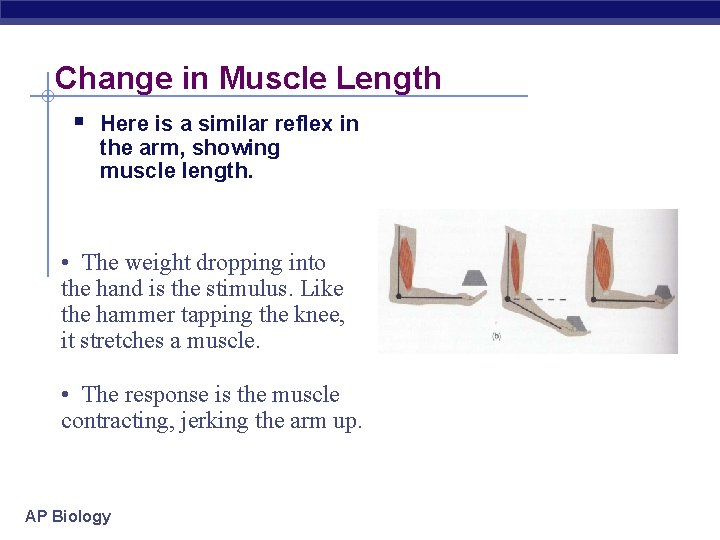 Change in Muscle Length § Here is a similar reflex in the arm, showing