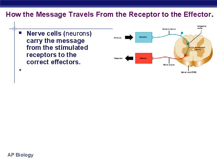 How the Message Travels From the Receptor to the Effector. § Nerve cells (neurons)