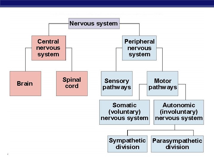 Nervous system Central nervous system Brain Peripheral nervous system Spinal cord Sensory pathways Somatic