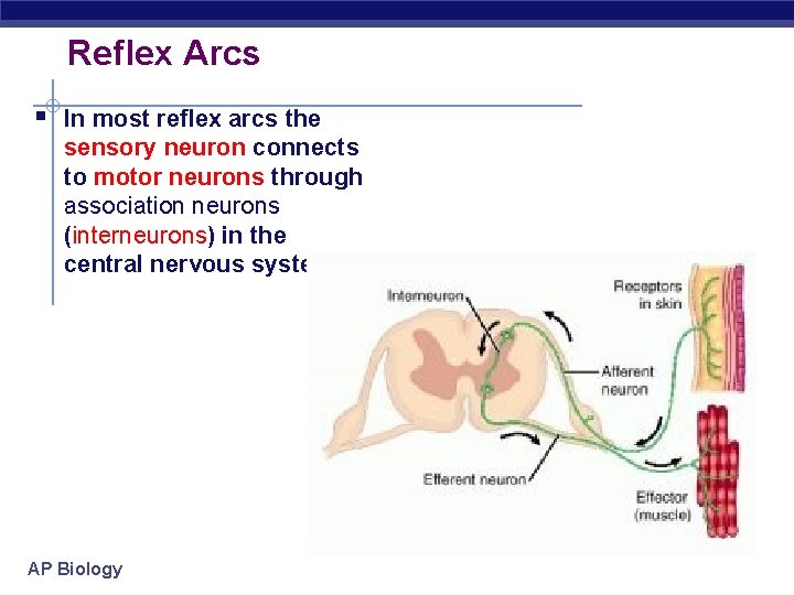 Reflex Arcs § In most reflex arcs the sensory neuron connects to motor neurons