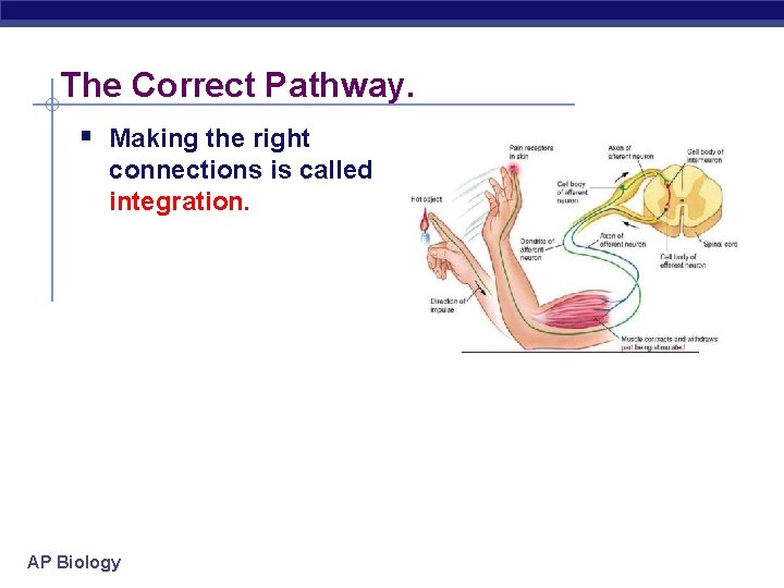 The Correct Pathway. § Making the right connections is called integration. AP Biology 
