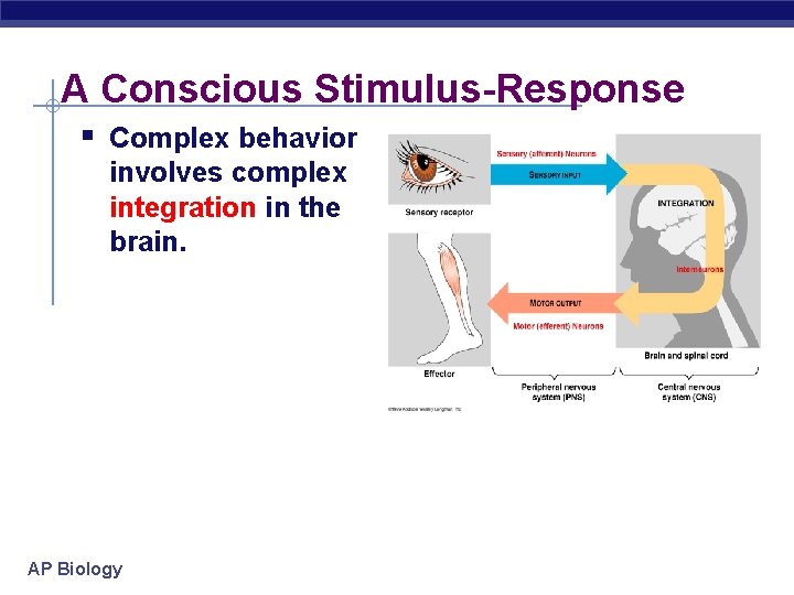 A Conscious Stimulus-Response § Complex behavior involves complex integration in the brain. AP Biology