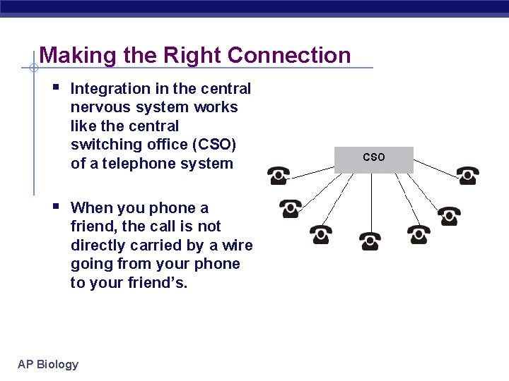 Making the Right Connection § Integration in the central nervous system works like the