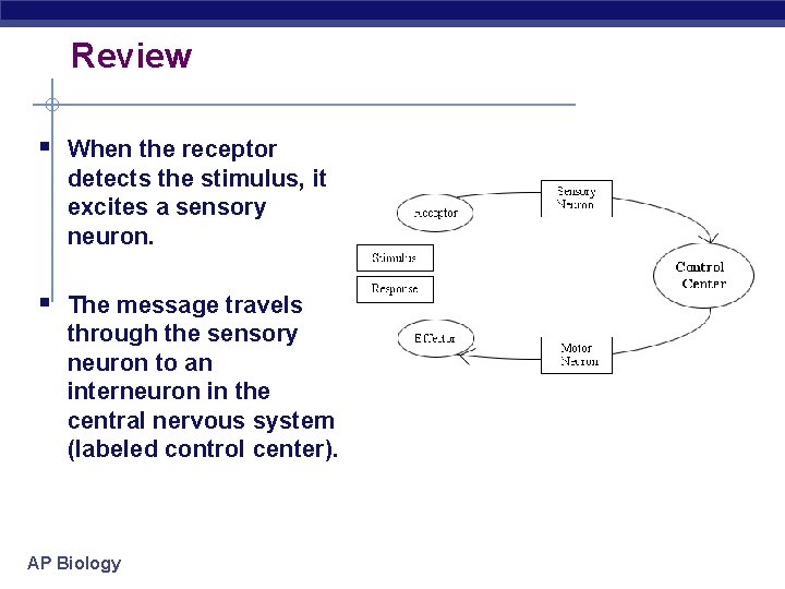 Review § When the receptor detects the stimulus, it excites a sensory neuron. §