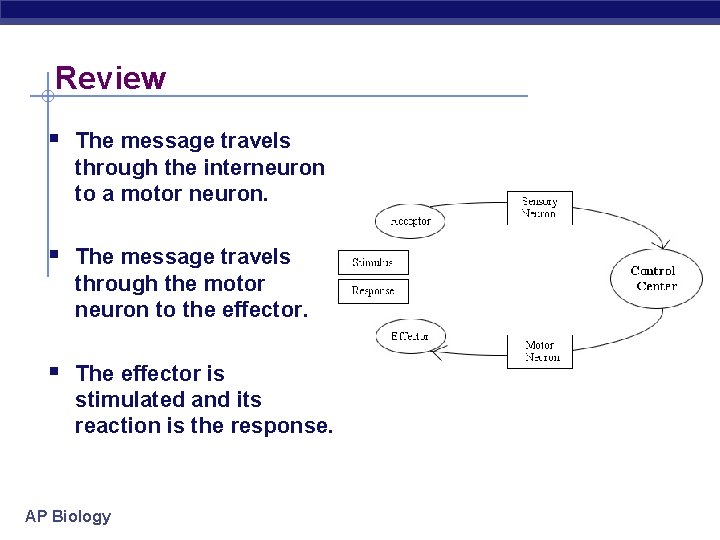 Review § The message travels through the interneuron to a motor neuron. § The