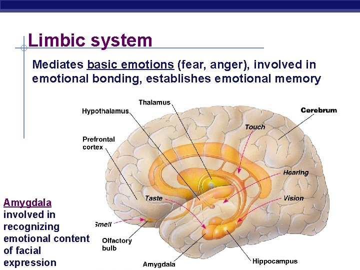 Limbic system Mediates basic emotions (fear, anger), involved in emotional bonding, establishes emotional memory
