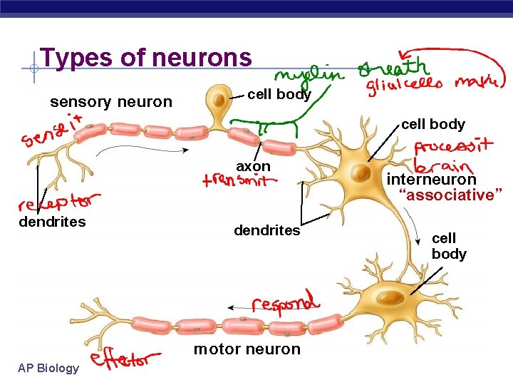 Types of neurons sensory neuron cell body axon dendrites motor neuron AP Biology interneuron