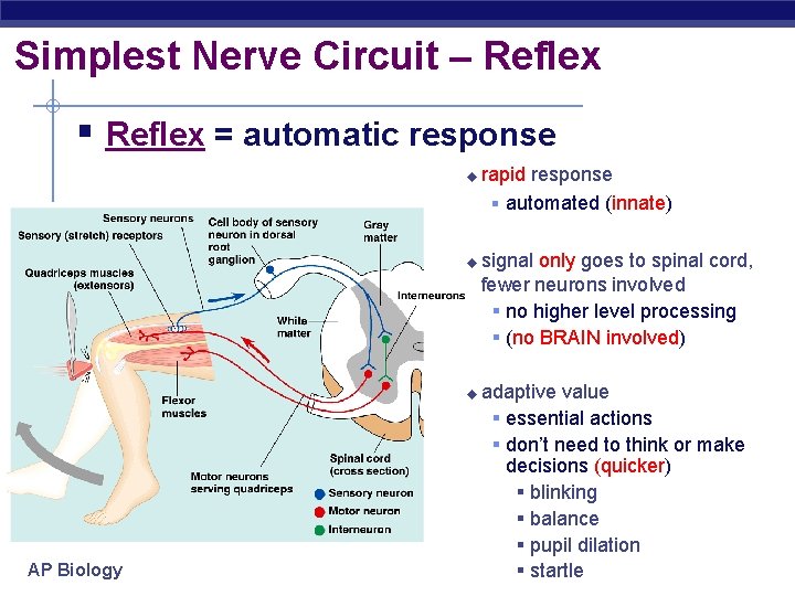 Simplest Nerve Circuit – Reflex § Reflex = automatic response u rapid response §