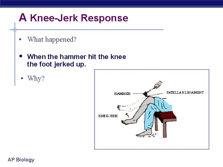 A Knee-Jerk Response • What happened? § When the hammer hit the knee the