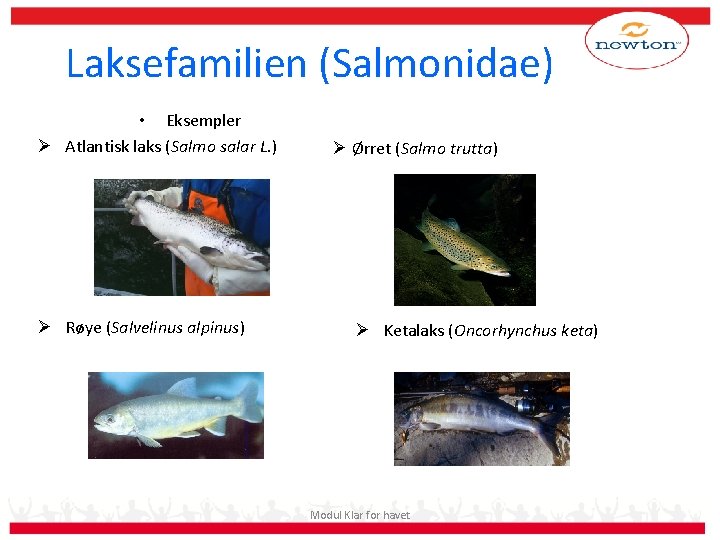 Laksefamilien (Salmonidae) • Eksempler Ø Atlantisk laks (Salmo salar L. ) Ø Røye (Salvelinus