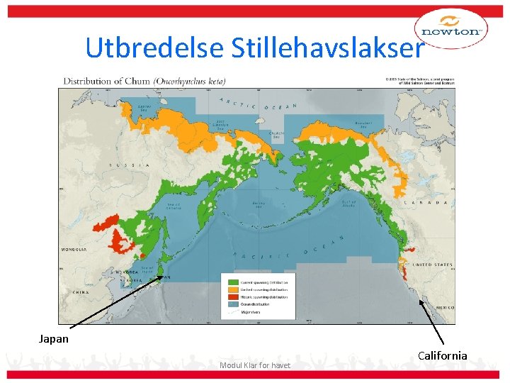 Utbredelse Stillehavslakser Japan Modul Klar for havet California 