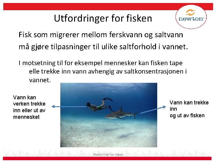 Utfordringer for fisken Fisk som migrerer mellom ferskvann og saltvann må gjøre tilpasninger til