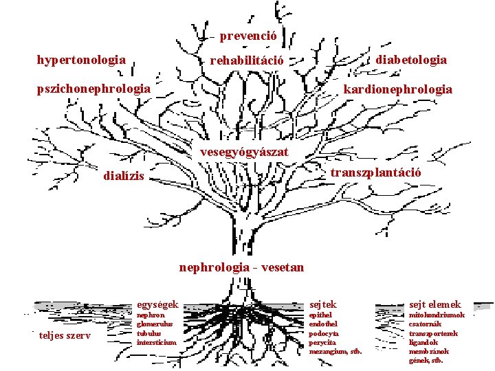 prevenció hypertonologia diabetologia rehabilitáció pszichonephrologia kardionephrologia vesegyógyászat transzplantáció dialízis nephrologia - vesetan teljes szerv