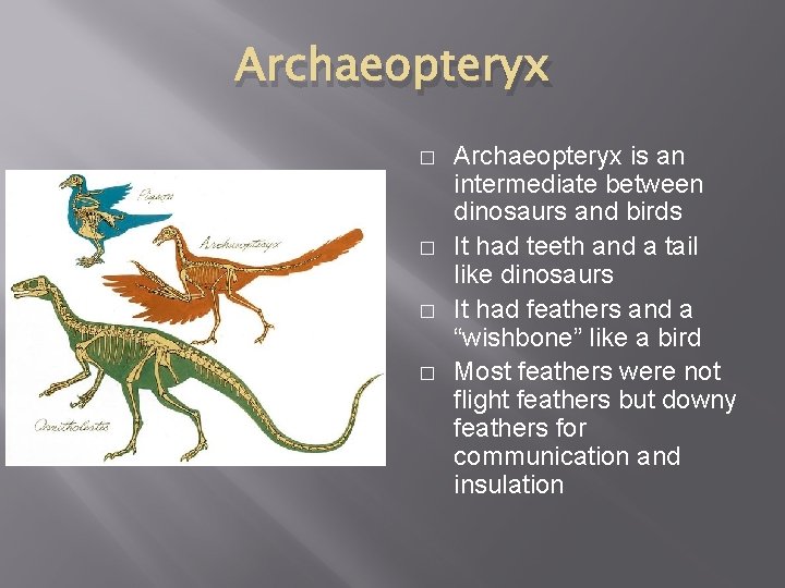 Archaeopteryx � � Archaeopteryx is an intermediate between dinosaurs and birds It had teeth