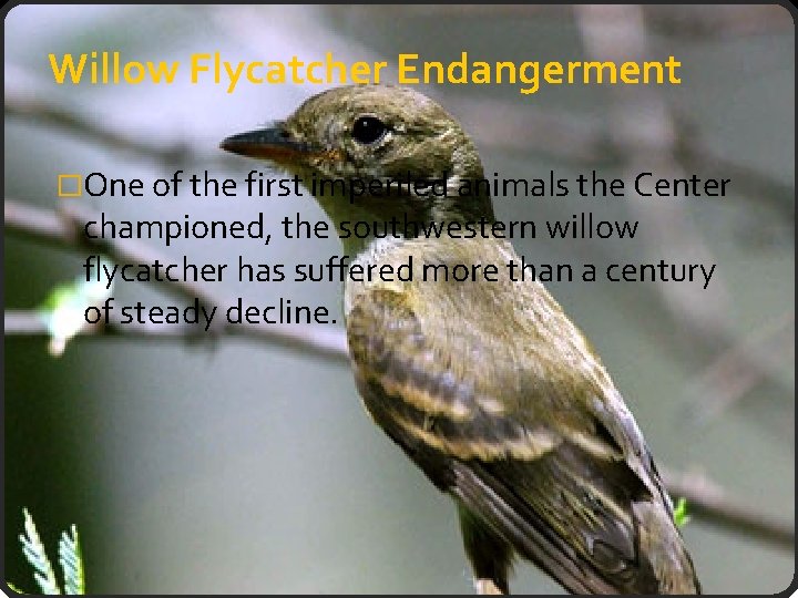 Willow Flycatcher Endangerment �One of the first imperiled animals the Center championed, the southwestern