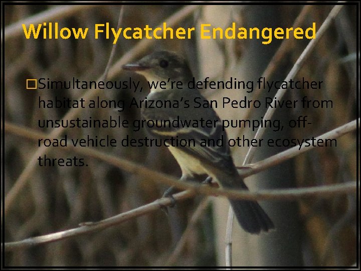 Willow Flycatcher Endangered �Simultaneously, we’re defending flycatcher habitat along Arizona’s San Pedro River from