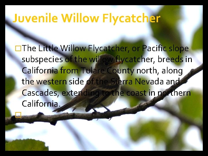 Juvenile Willow Flycatcher �The Little Willow Flycatcher, or Pacific slope subspecies of the willow