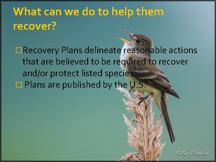 What can we do to help them recover? �Recovery Plans delineate reasonable actions that