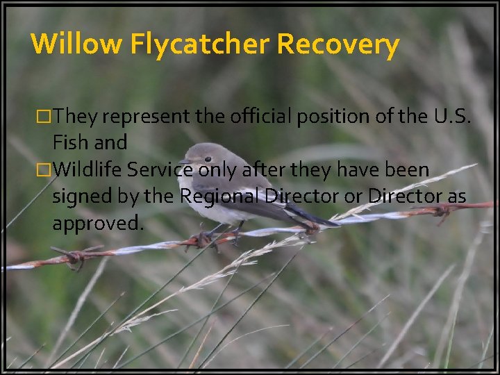 Willow Flycatcher Recovery �They represent the official position of the U. S. Fish and