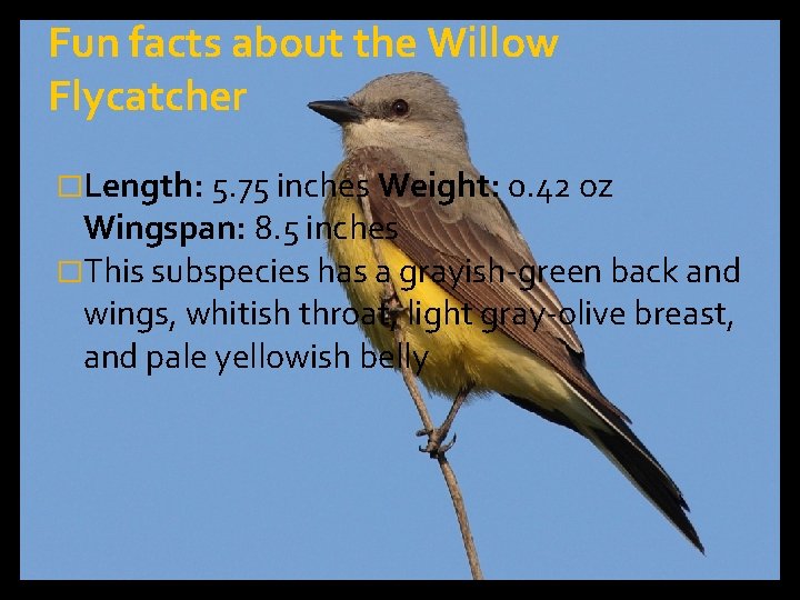 Fun facts about the Willow Flycatcher �Length: 5. 75 inches Weight: 0. 42 oz