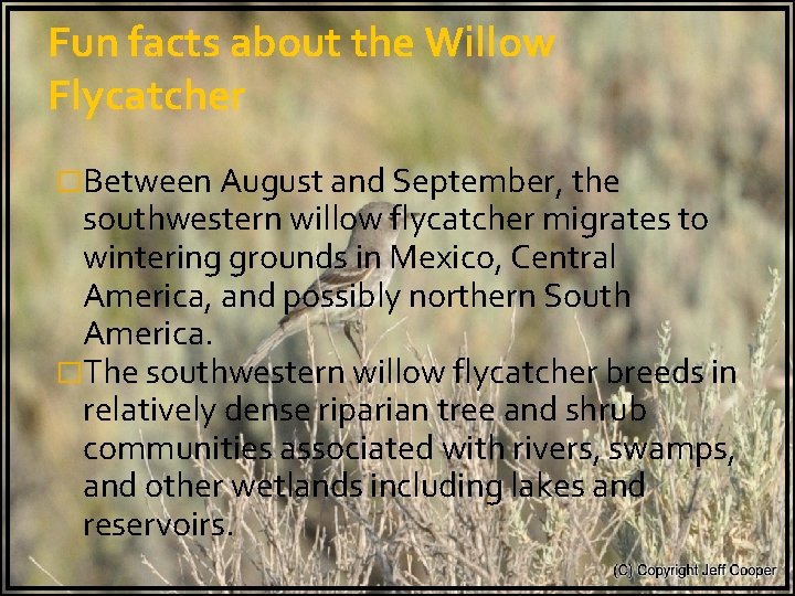 Fun facts about the Willow Flycatcher �Between August and September, the southwestern willow flycatcher