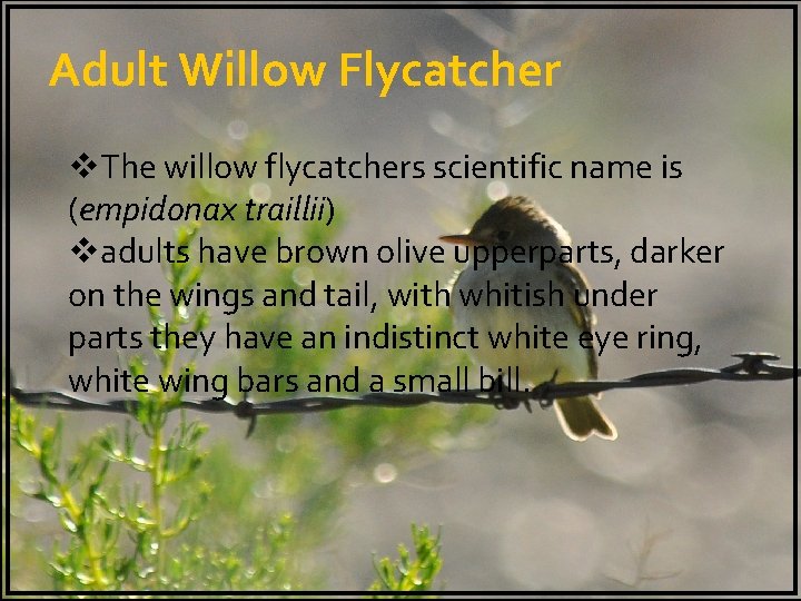 Adult Willow Flycatcher v. The willow flycatchers scientific name is (empidonax traillii) vadults have