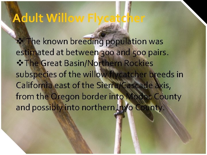 Adult Willow Flycatcher v The known breeding population was estimated at between 300 and