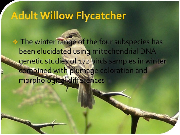 Adult Willow Flycatcher v The winter range of the four subspecies has been elucidated