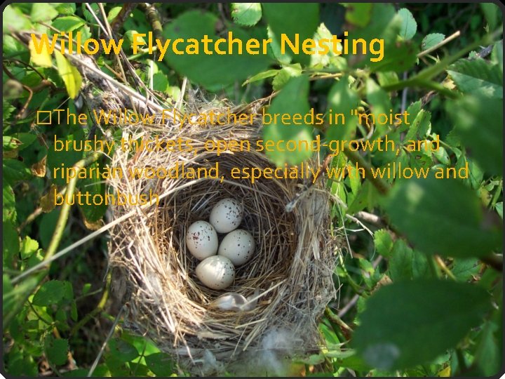 Willow Flycatcher Nesting �The Willow Flycatcher breeds in "moist brushy thickets, open second-growth, and