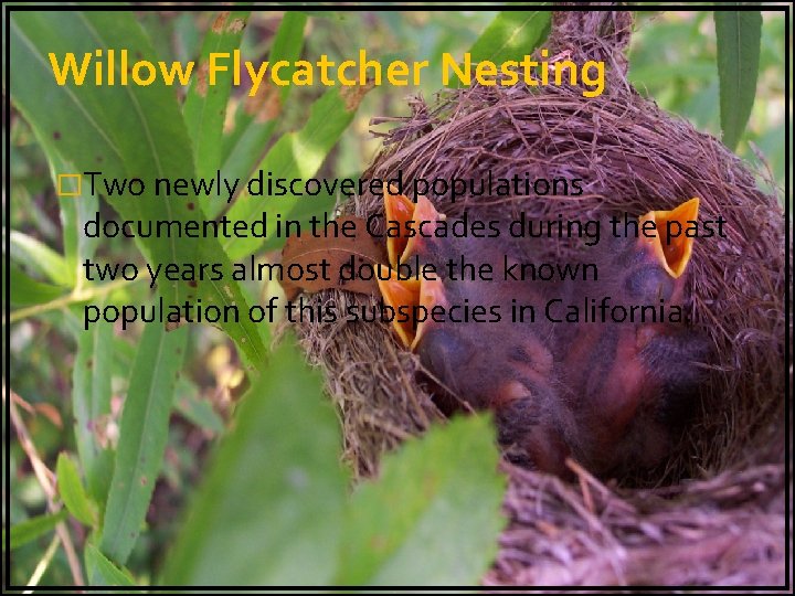 Willow Flycatcher Nesting �Two newly discovered populations documented in the Cascades during the past