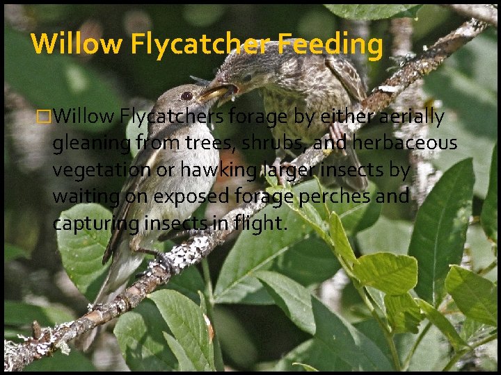 Willow Flycatcher Feeding �Willow Flycatchers forage by either aerially gleaning from trees, shrubs, and