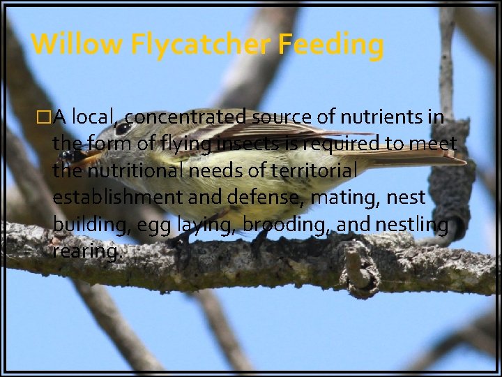 Willow Flycatcher Feeding �A local, concentrated source of nutrients in the form of flying