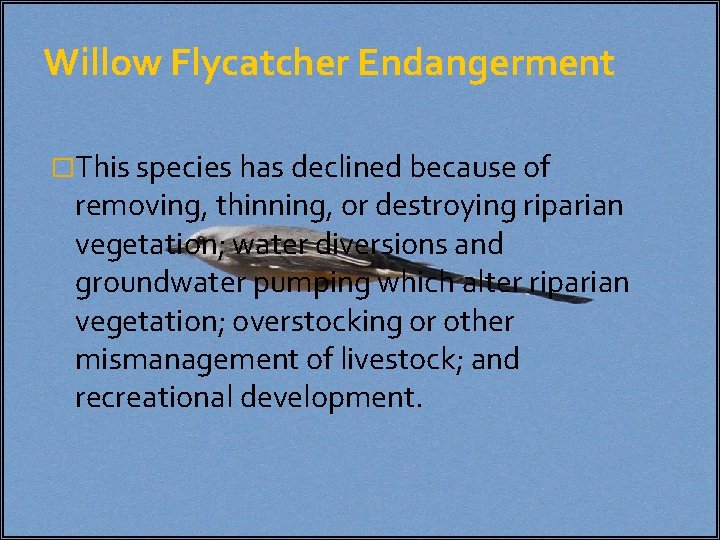 Willow Flycatcher Endangerment �This species has declined because of removing, thinning, or destroying riparian