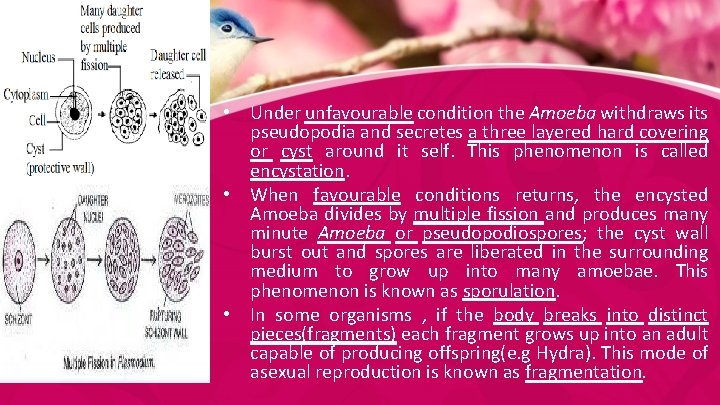  • Under unfavourable condition the Amoeba withdraws its pseudopodia and secretes a three