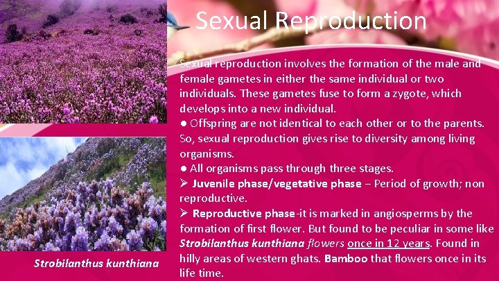 Sexual Reproduction Strobilanthus kunthiana Sexual reproduction involves the formation of the male and female