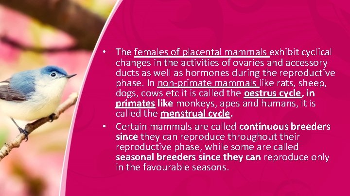  • The females of placental mammals exhibit cyclical changes in the activities of